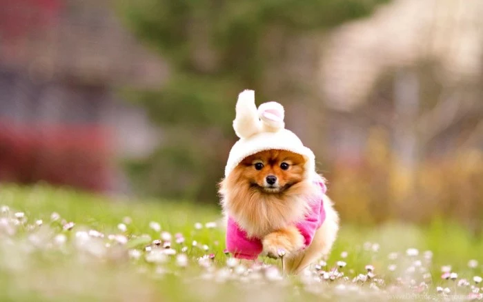 bunny suit in pale, powder pink and fuchsia, worn by a running pomeranian, with a ginger and cream coat, cutest dog breeds