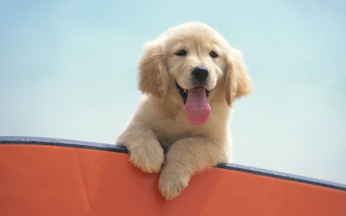 light blue sky, behind a golden retriever puppy, with pale cream fur, leaning over an orange ledge, with sand on its paws and tongue, cutest dog in the world