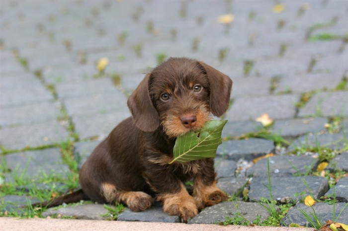 cute dog with brown, and beige shaggy fur, and floppy ears, sitting on a paved road, while holding a green leaf in its mouth