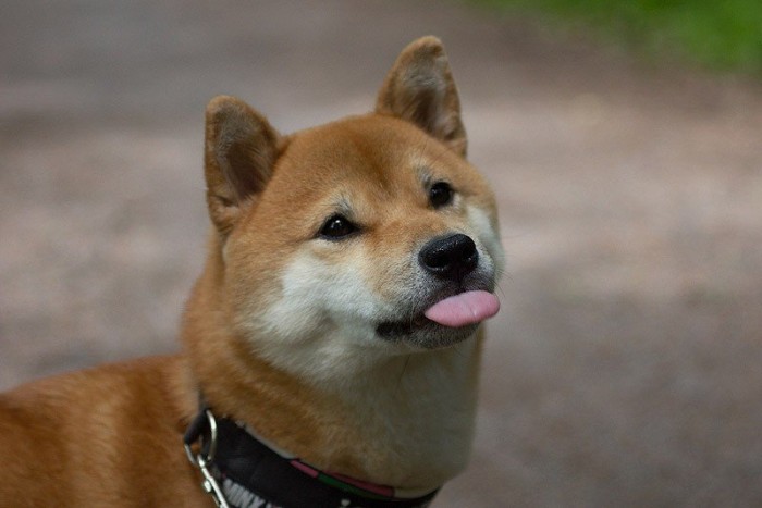 cute dogs, adult shiba inu, seen in close up, with short velvety, beige and white fur, sticking its tongue out