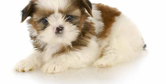 pink and black spotted nose, on a shih tzu puppy, with a white and brown coat, cutest dogs, lying on a white surface