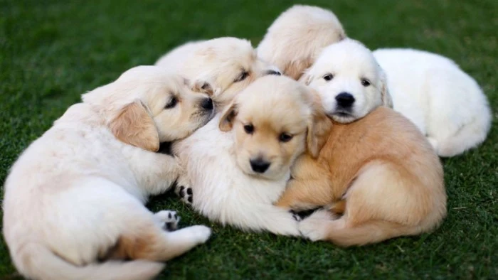 pile of golden retriever puppies, with white and cream, and light beige coats, huddled together on a green lawn