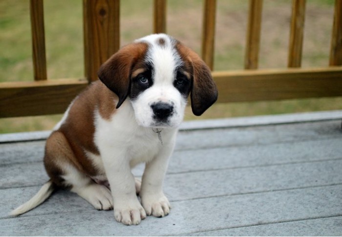 short-haired st. bernard dog, with a white and brown coat, and a guilty look, cutest dogs, sitting on a porch