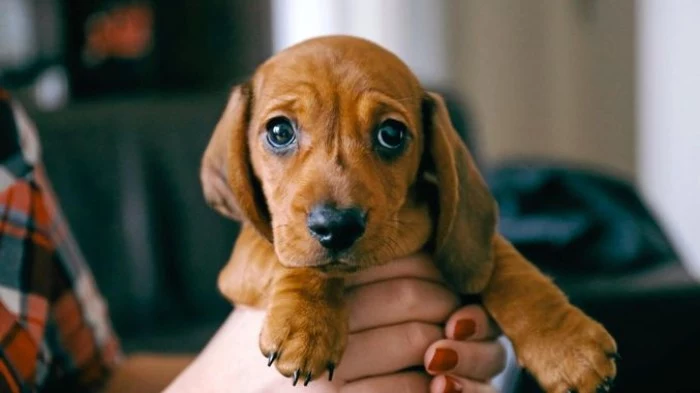 hands holding a small daschund puppy, cute dog, with short chocolate brown coat, a black nose, and dark sad-looking eyes