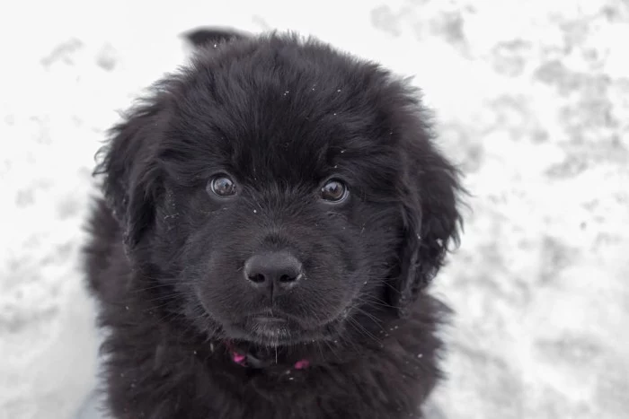 sitting newfoundland puppy, with fluffy black coat, cute puppy, looking up at the camera, and surrounded by snow