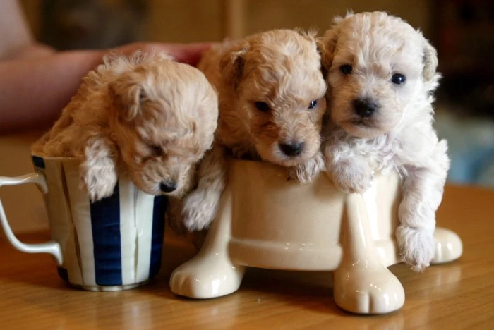 labradoodles with curly, pale cream coats, cutest dog in the world, placed inside a mug, and in a ceramic dog food bowl