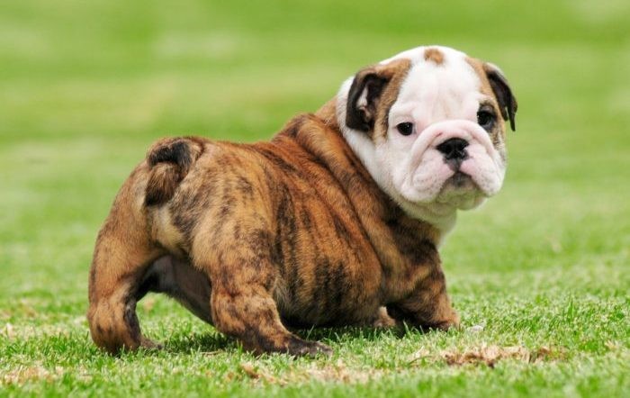 english bulldog puppy, with a brown body, dark tiger stripes, and a white and beige head, featuring a light pink snout, cutest dogs, on a grassy field