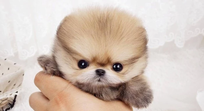 incredibly small pomeranian puppy, with white and cream and beige fur, cutest dog breeds, held by a human's hand