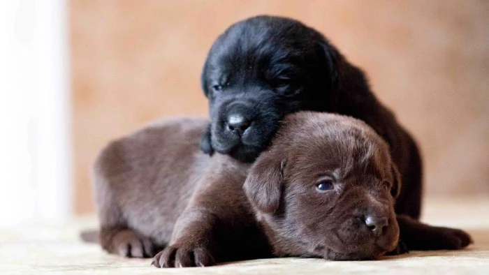 chocolate brown labrador puppy, lying on the ground, with a black labrador puppy on top of its neck, cutest dog breeds, labrador babies