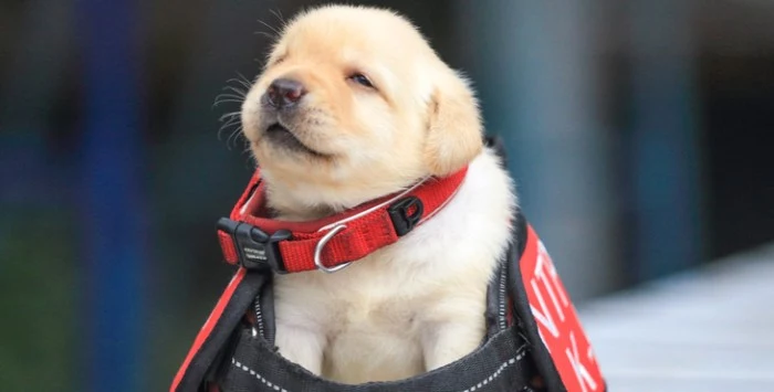 service dog gear in red, black and white, placed on a very young, golden retriever puppy, cutest dog breeds, with white and cream fur