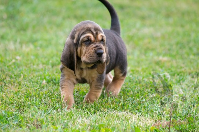 bloodhound puppy with wrinkled, and droopy skin, covered in short dark grey, and cream fur, walking on a green lawn