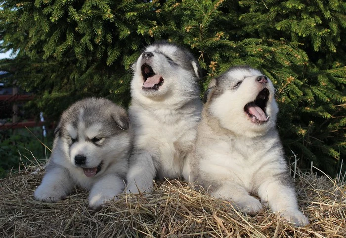 three yawning alaskan malamute puppies, with white and light grey fur, lying on a bed of straw, cute dog breeds, with pine trees in the background