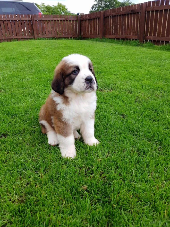 st. bernard puppy, with white and beige, and dark brown coat, cutest dog in the world, sitting on a grassy lawn