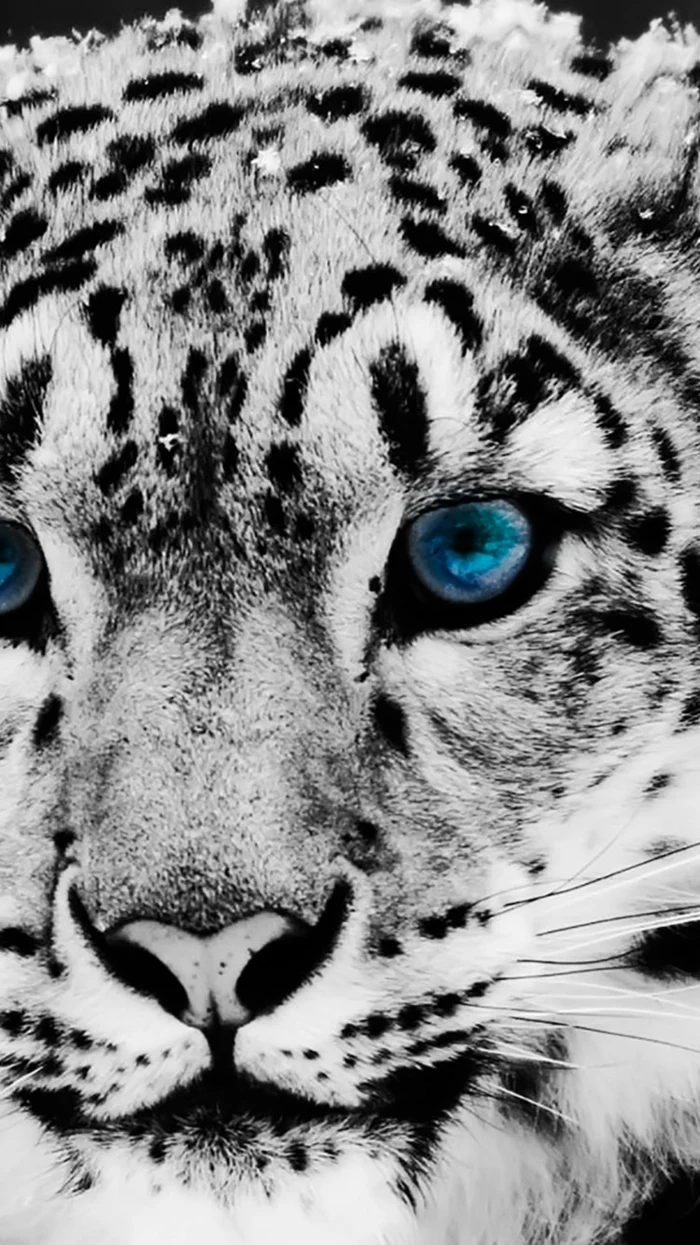 albino tiger, blue eyes, cool iphone wallpapers, black spots