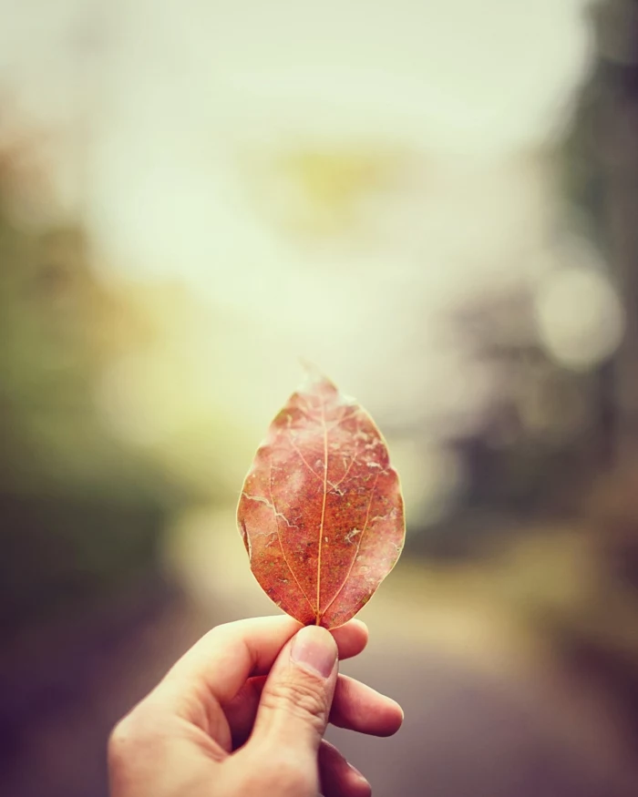 fallen leaf, hand holding a leaf, blurred background, summer iphone wallpaper