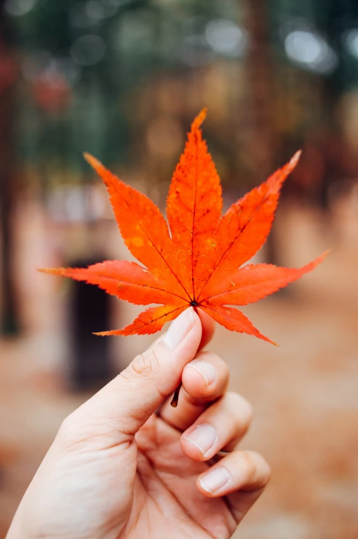 fallen leaf, summer iphone wallpaper, hand holding a leaf, blurred background