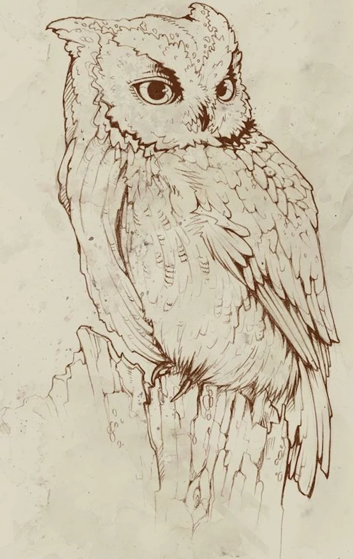 owl drawing, black and white sketch, tattoo ideas with meaning, white background