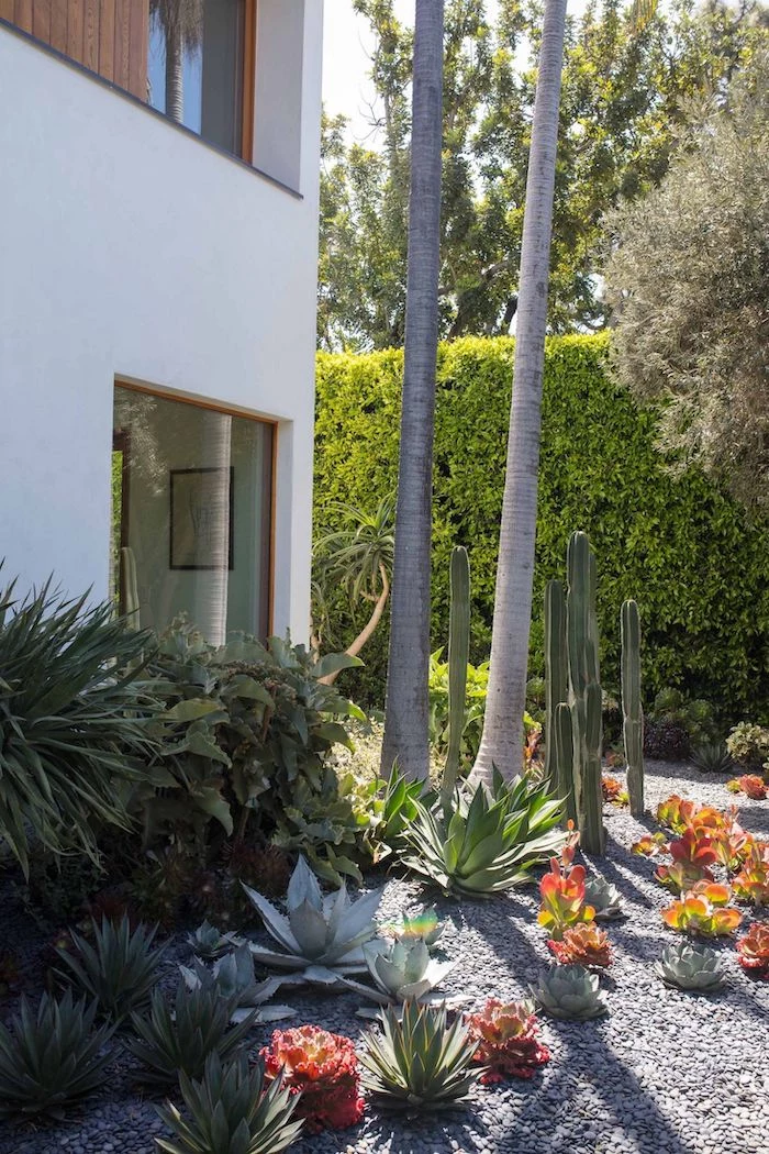 flower beds with cactuses succulents and bushes, tall hedges, tall palm trees, desert landscaping ideas