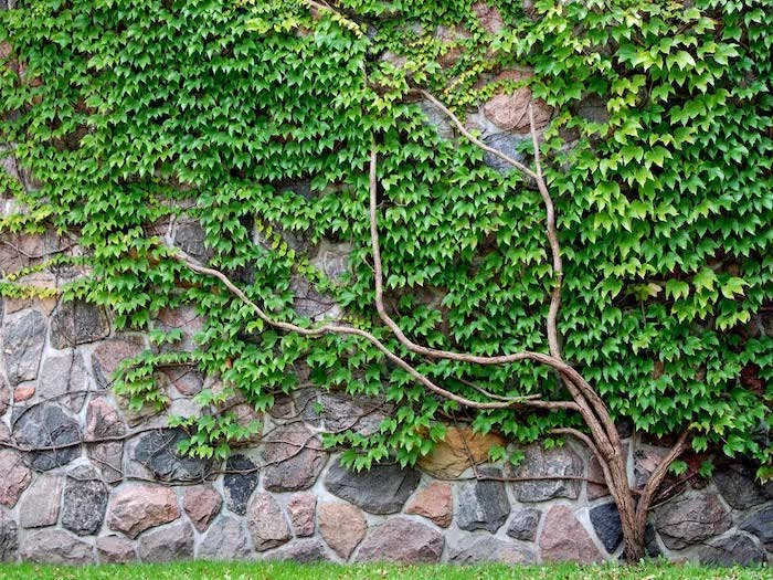 wall made of large stones, desert landscaping ideas, crawling ivy on the wall
