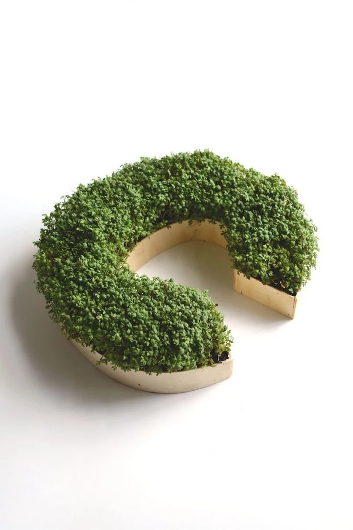 grown cress, wooden c letter, easy landscaping ideas