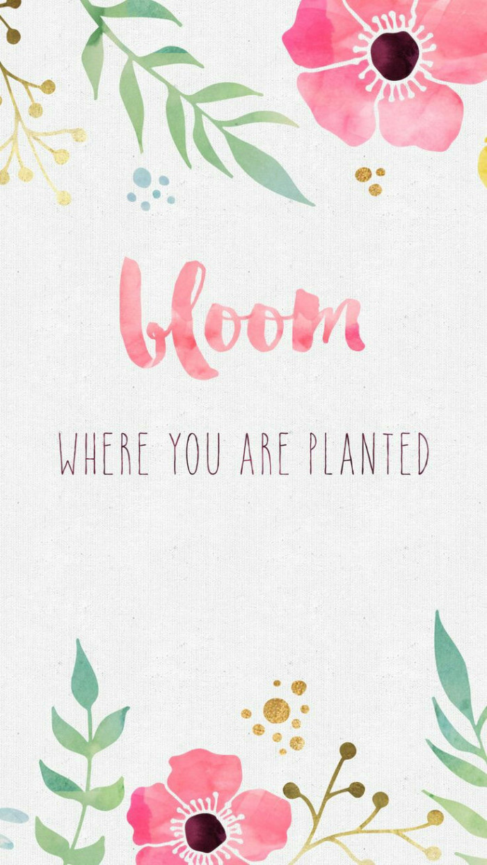 bloom where you are planted quote, floral phone wallpaper, spring backgrounds, white background