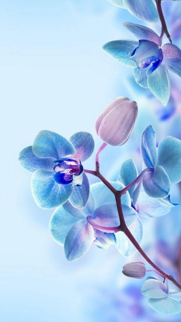 blue and purple flowers, blue background, floral phone wallpaper, spring background