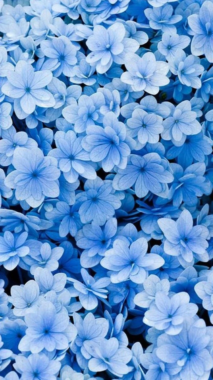 little blue flowers, floral phone wallpaper, phone background, spring images