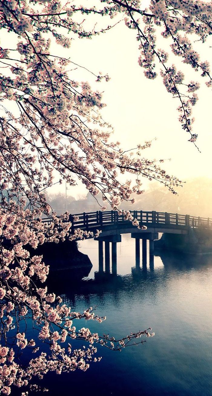 bridge across a river, blooming tree, spring images, phone background, phone wallpaper