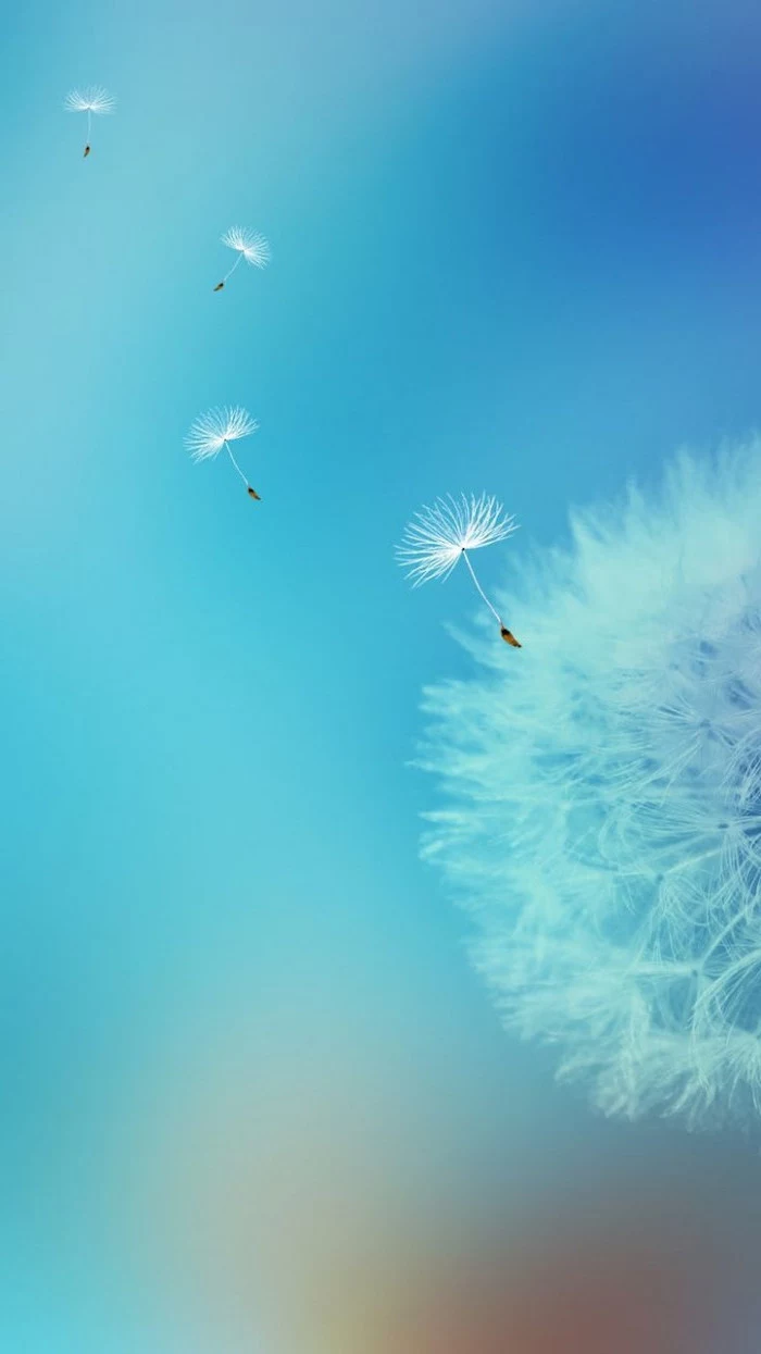 phone background, spring photos, dandelion flower, with dandelion seeds flying away, blue skies in the background
