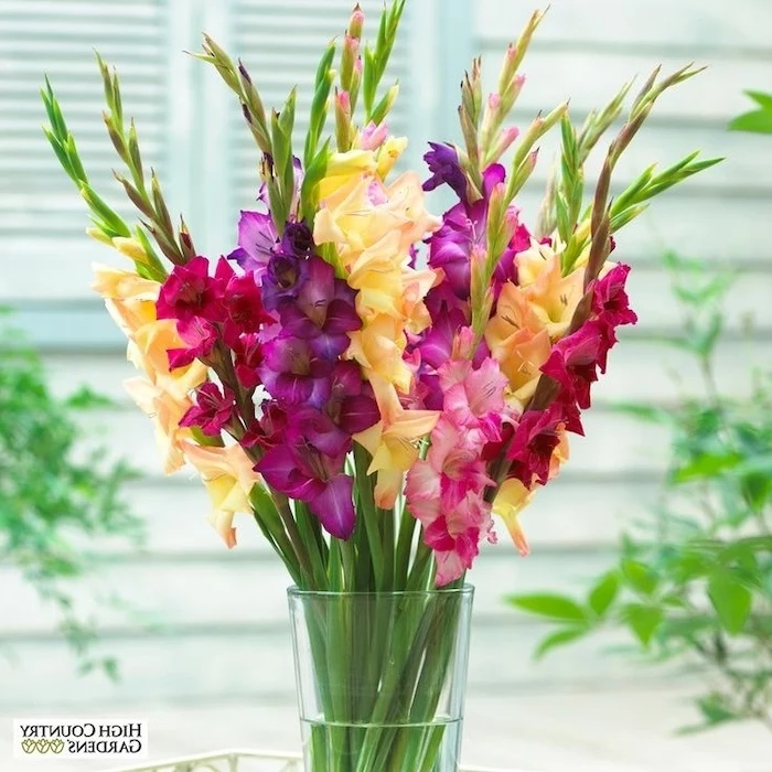 pink purple and yellow gladiolus, in a glass round vase, silk floral arrangements, blurred background