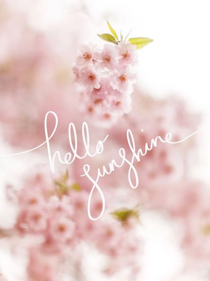 hello sunshine quote, blooming flowers in the background, phone wallpaper, images of spring