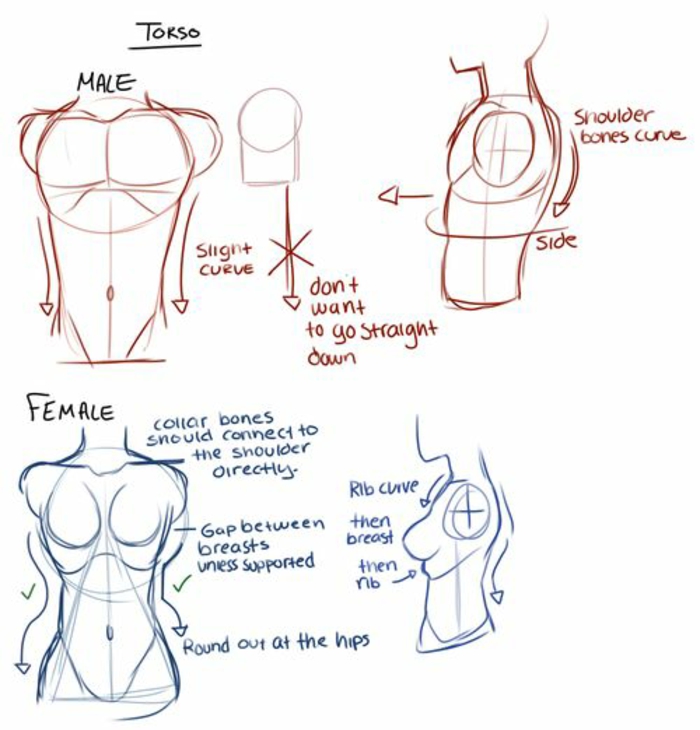 how to draw a torso, male and female, how to draw a cartoon person, step by step tutorial