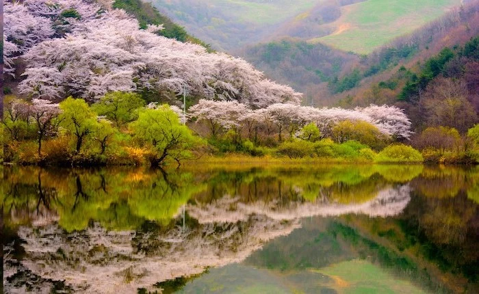 pink blooming flowers, surrounding a large lake, mountain landscape, spring flowers background
