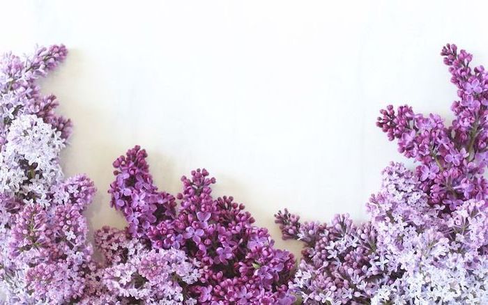 lilac flowers, in different shades of purple, spring flowers background, white background