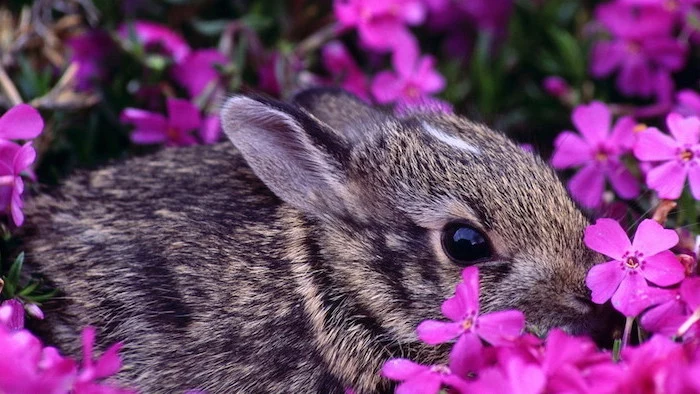 little grey bunny, in the middle of lots of pink flowers, spring flowers background