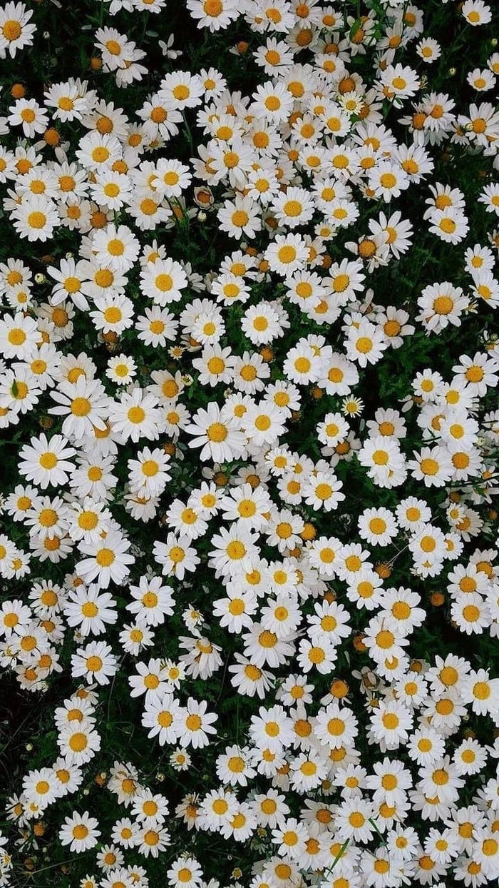 spring desktop wallpaper, lots of small white daisies, floral phone wallpaper