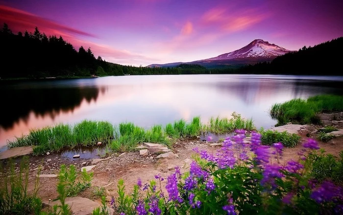 spring flowers background, mountain landscape, lots of trees, surrounding a large lake