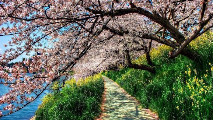 tall blooming trees, looming over a pathway, next to a river, spring desktop backgrounds