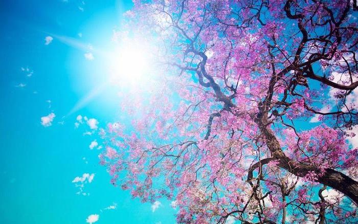 blue skies, sun shining, spring desktop backgrounds, large blooming tree, with pink blooms