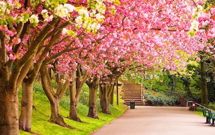 blooming trees, looming over a pathway, leading to a staircase, spring backgrounds, desktop wallpaper