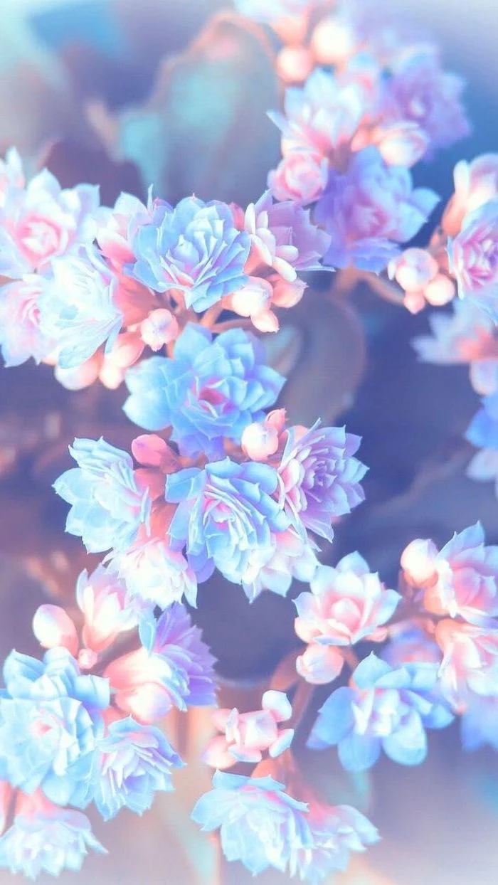 purple pink and blue flowers, blurred background, floral phone wallpaper, happy spring images