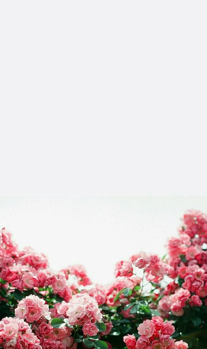 pink rose bushes, white background, spring wallpaper hd, floral phone wallpaper
