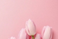 Spring wallpaper – a 100 beautiful images to decorate your phone or computer with