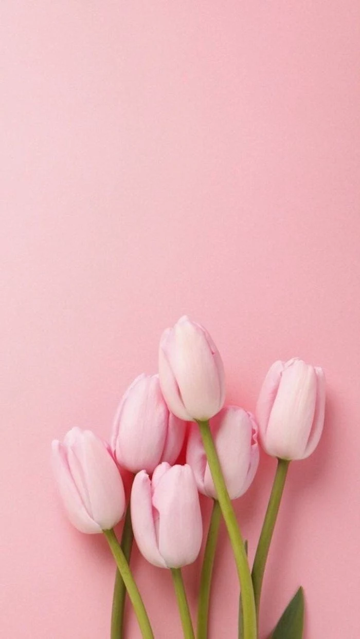 pink tulips at the bottom, on a pink background, spring wallpaper, phone wallpaper