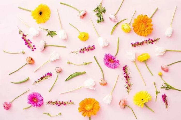 free spring wallpaper, lots of different flowers, arranged on a pink background, desktop wallpaper