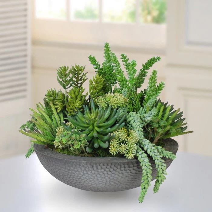 potted succulents, on a white countertop, floral arrangements, venetian blinds in the background