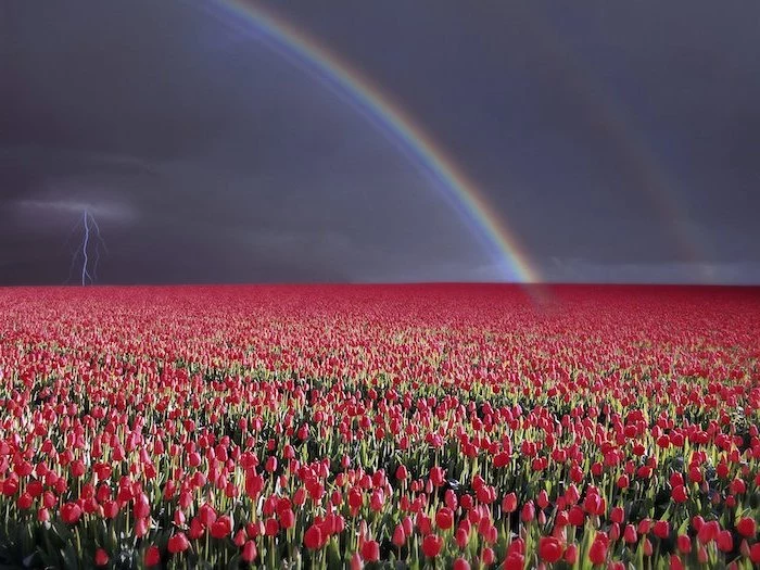 red tulips field, rainbows over it, lighting bolt in the sky, free spring wallpaper, desktop wallpaper