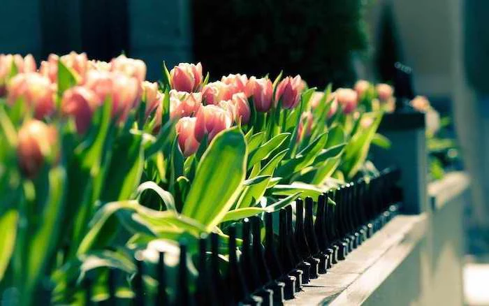 pink tulips, free spring wallpaper, along a pathway, behind a black metal fence, desktop wallpaper