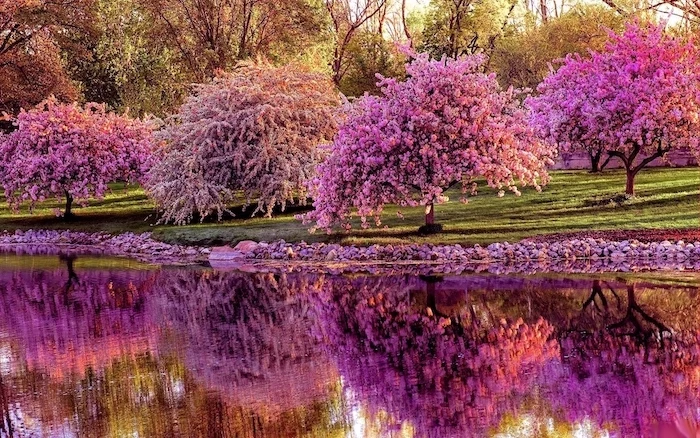 blooming trees, along a river, spring pictures for desktop, green field, with lots of trees