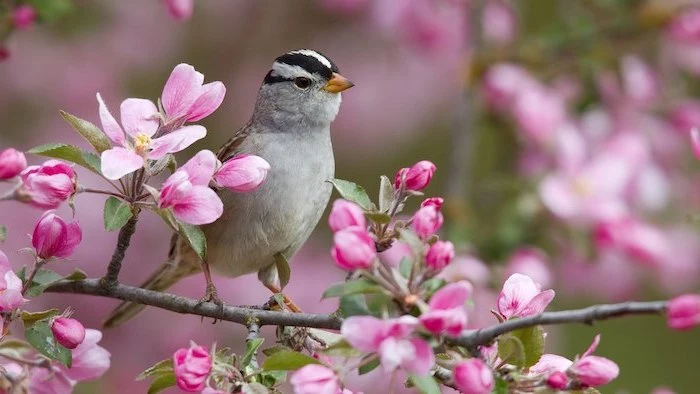 bird on a tree branch, blooming tree, spring pictures for desktop, pink blooms